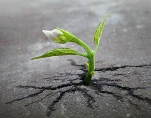 1907960_643322002401967_1954208731_n